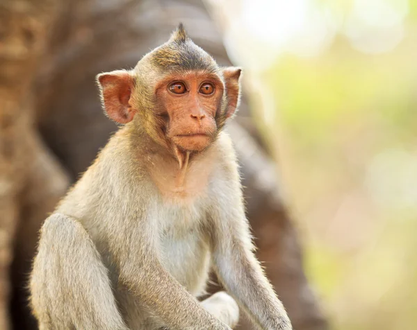 Ape i Thailand – stockfoto