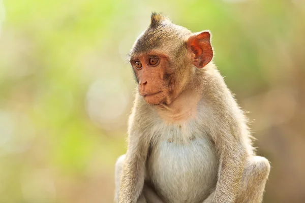 Monkey in thailand — Stock Photo, Image