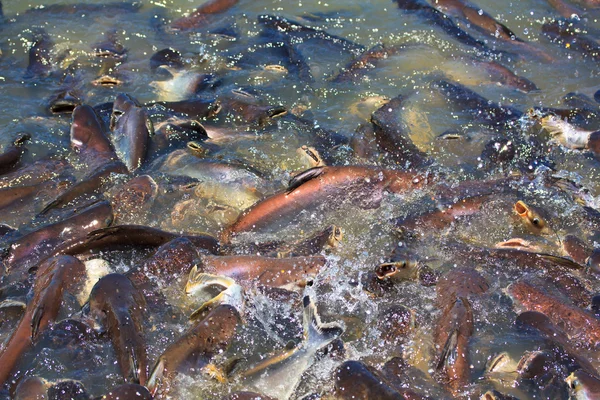 Iridescent shark Fish Striped catfish — Stock Photo, Image