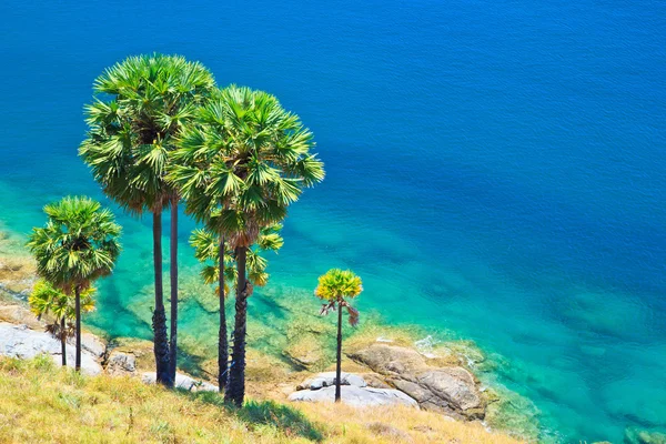 Sugar palm on island Phuket , Thailand — Stock Photo, Image