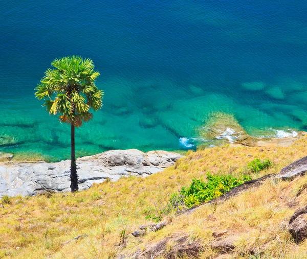 Sugar palm on island Phuket , Thailand — Stock Photo, Image