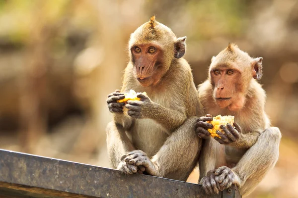 在泰国的猴子 — 图库照片