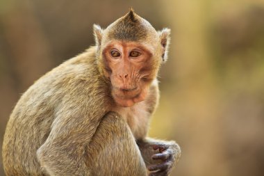 thailand içinde Monkey