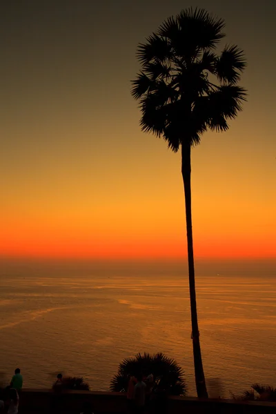 Sunset at sea sugar palm Phuket Thailand — Stock Photo, Image