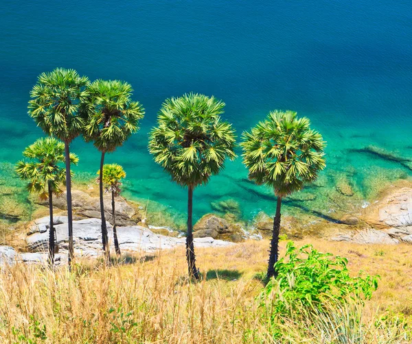 Palma de azúcar en la isla Phuket, Tailandia —  Fotos de Stock