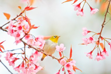 Beyaz Gözlü Kuş Kiraz Çiçeği ve Sakura