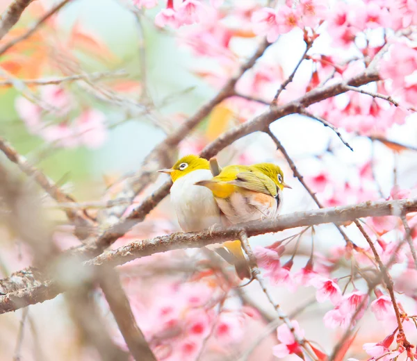 樱桃花和樱花的白眼鸟 — 图库照片