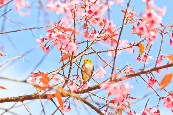 Белая птица на цветущей вишне и сакуре — стоковое фото