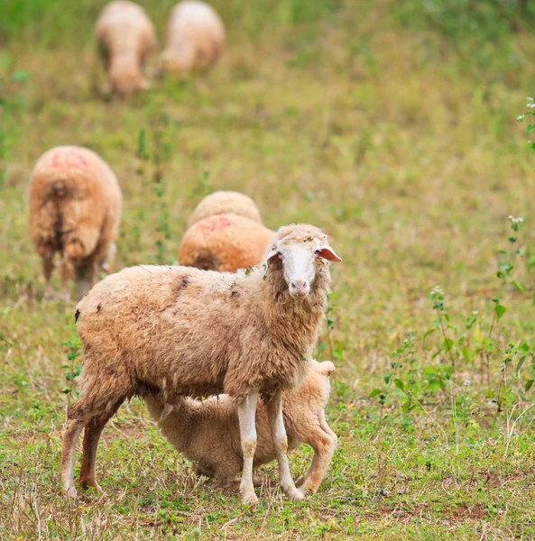 Granja ovina — Foto de Stock