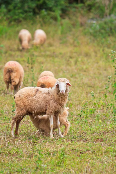 Schapenboerderij — Stockfoto