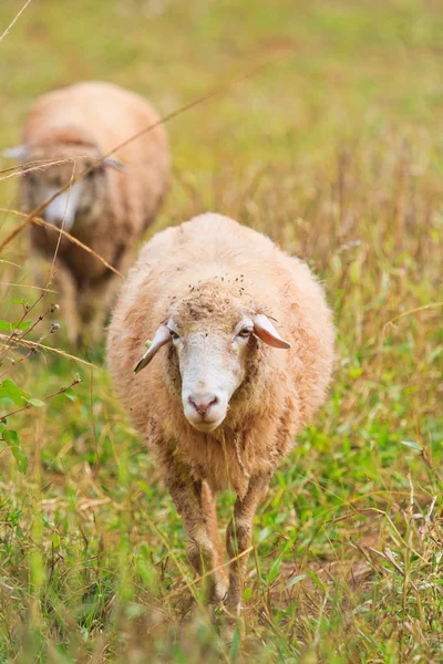 Granja ovina — Foto de Stock