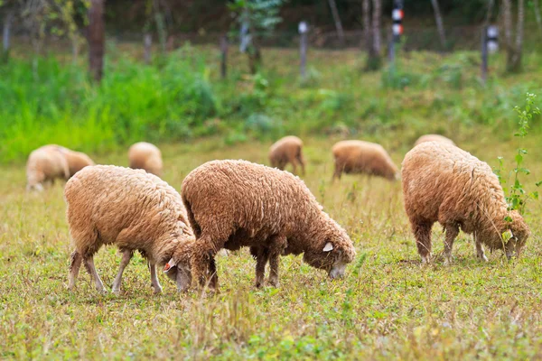 Granja ovina — Foto de Stock