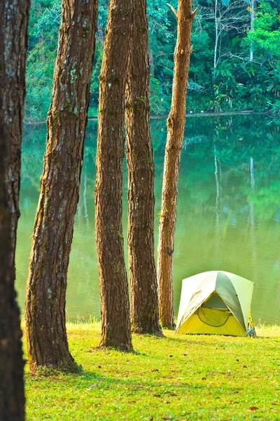 Camping dans la forêt de pins — Photo