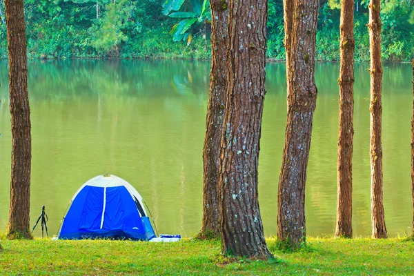 Camping in the forest pine — Stock Photo, Image