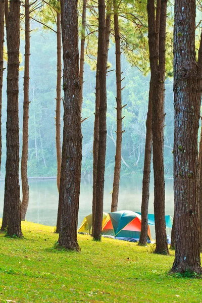 Camping in the forest pine — Stock Photo, Image