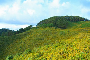 Meksikalı ayçiçeği ot ve tithonia diversifolia