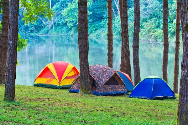 Camping dans la forêt de pins — Photo