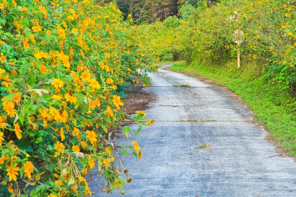 Mexicaanse zonnebloem onkruid en over de weg — Stockfoto