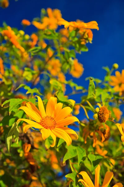 Mexicaanse zonnebloem onkruid en tithonia diversifolia — Stockfoto