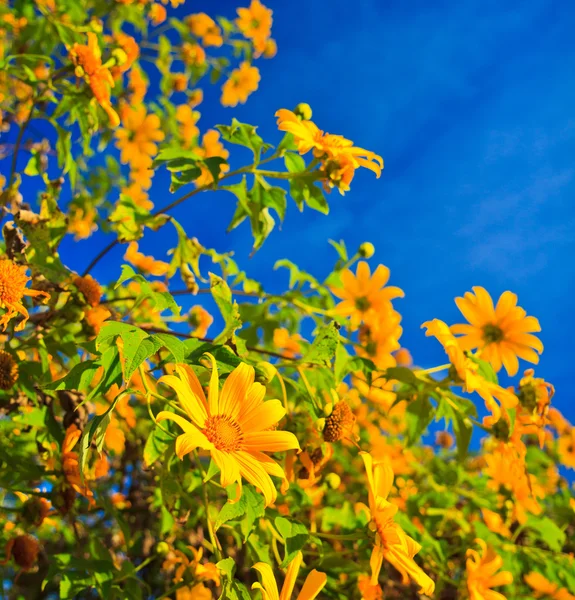 Mexicaanse zonnebloem onkruid en tithonia diversifolia — Stockfoto