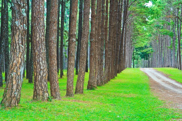 Strada della pineta — Foto Stock