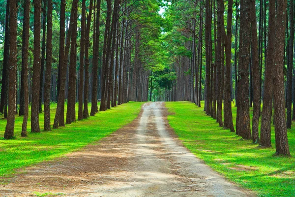 Pine forest road — Stockfoto