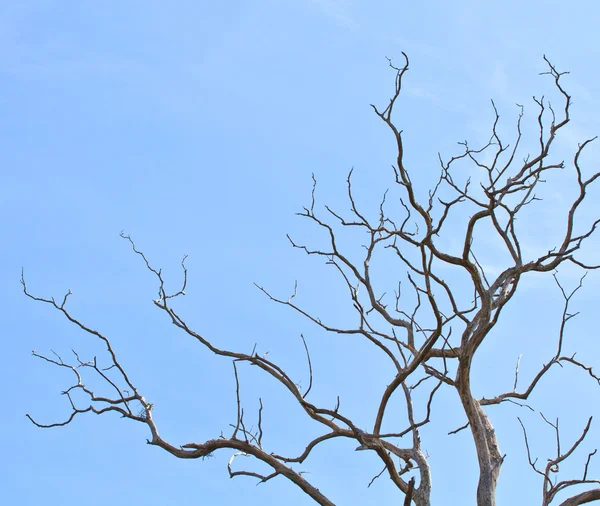 Dead tree background — Stock Photo, Image