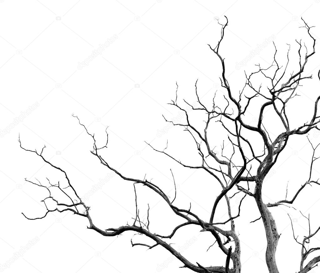 Dead tree background