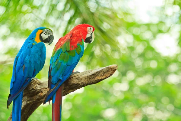 Macaw papegoja — Stockfoto