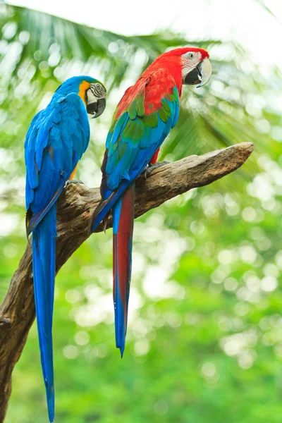 Macaw parrot — Stock Photo, Image