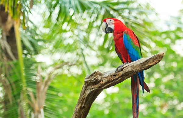 Loro guacamayo — Foto de Stock