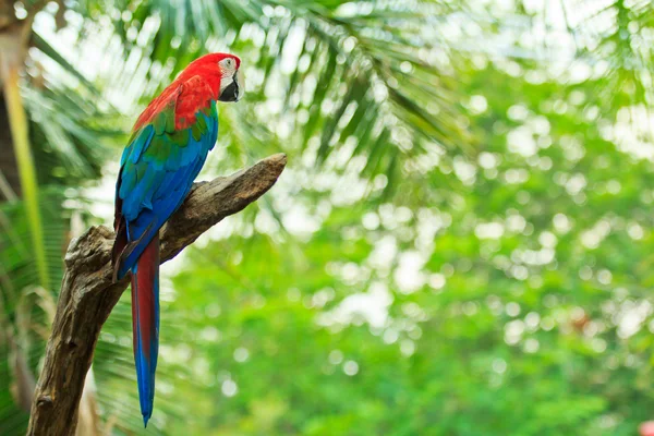 Loro guacamayo — Foto de Stock