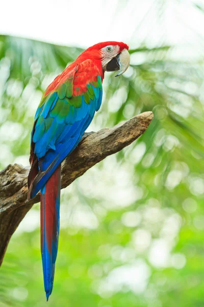 Perroquet des aras — Photo