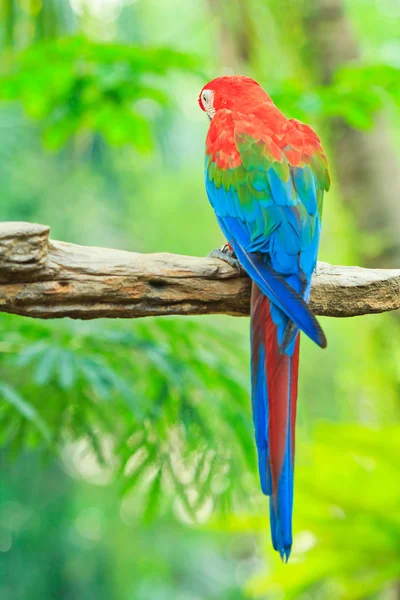 Папуга ара — стокове фото