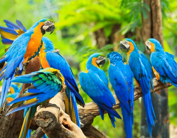 Macaw parrot — Stock Photo, Image