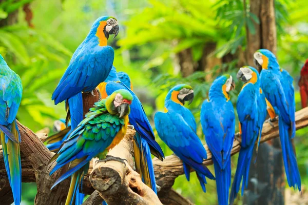 Macaw papegoja — Stockfoto