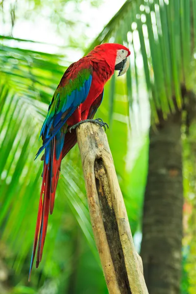 Loro guacamayo — Foto de Stock