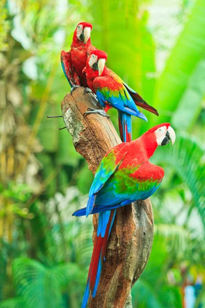 Loro guacamayo — Foto de Stock