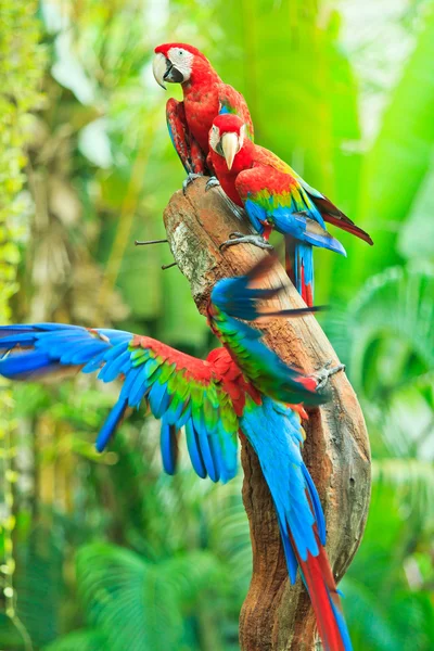 Perroquet des aras — Photo