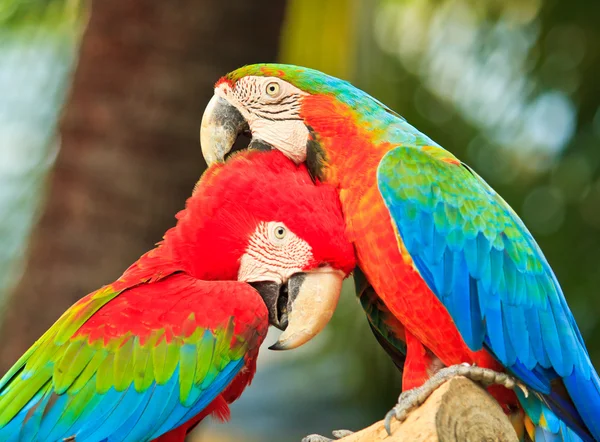 コンゴウインコのオウム — ストック写真