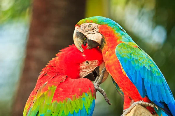 Amerika papağanı papağan — Stok fotoğraf