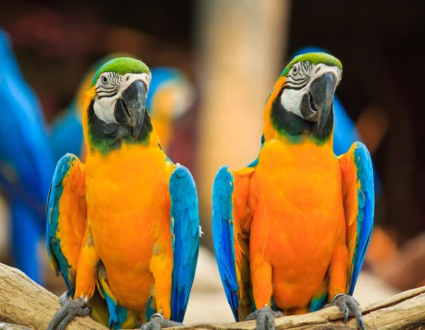 Macaw papegoja — Stockfoto