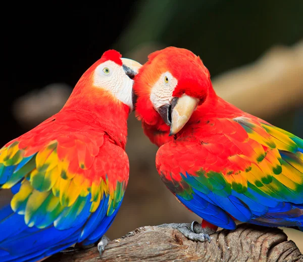 Loro guacamayo — Foto de Stock