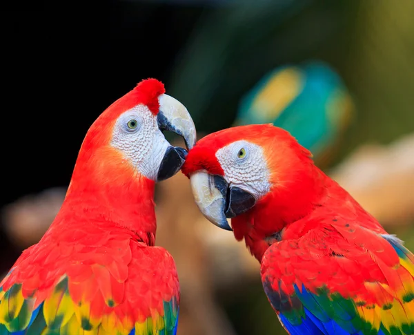 コンゴウインコのオウム — ストック写真