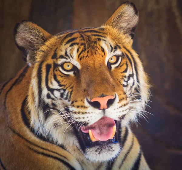 Tigre —  Fotos de Stock