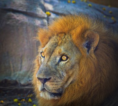 Aslan