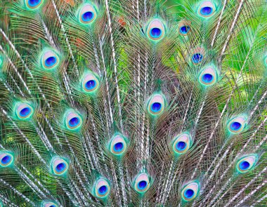 Peacock feathers background clipart