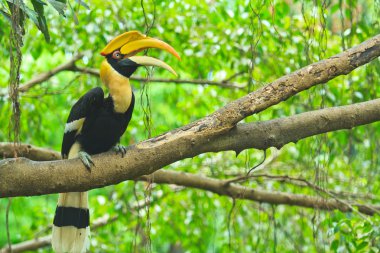 Great hornbill clipart