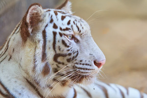 Tigre branco . — Fotografia de Stock