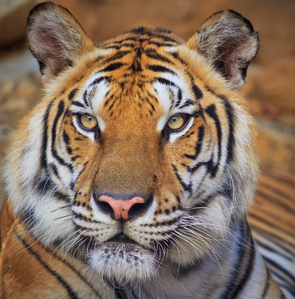 Tiger sida — Stockfoto